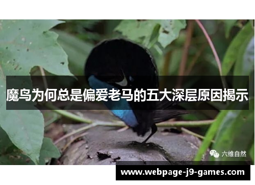 魔鸟为何总是偏爱老马的五大深层原因揭示